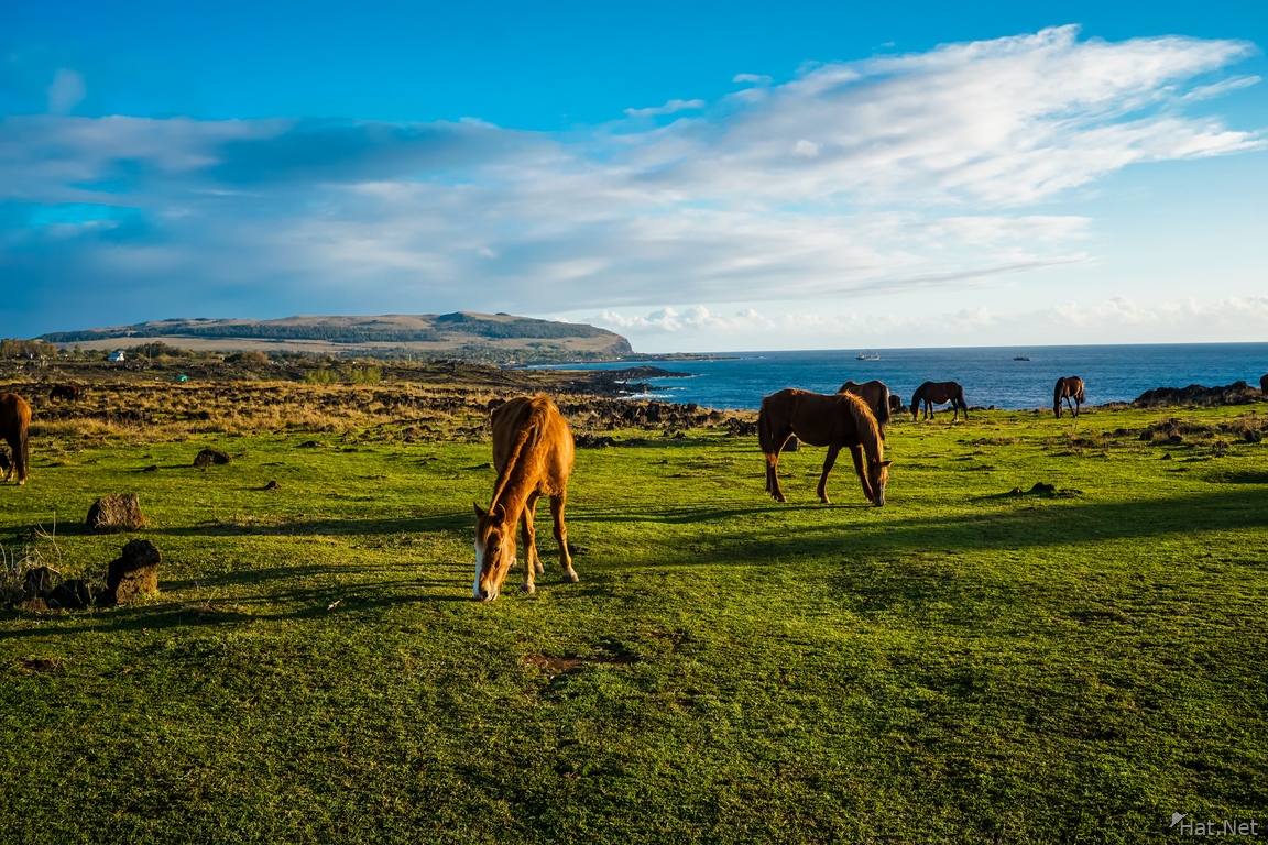 Wild horses of Easter Island Feeding
