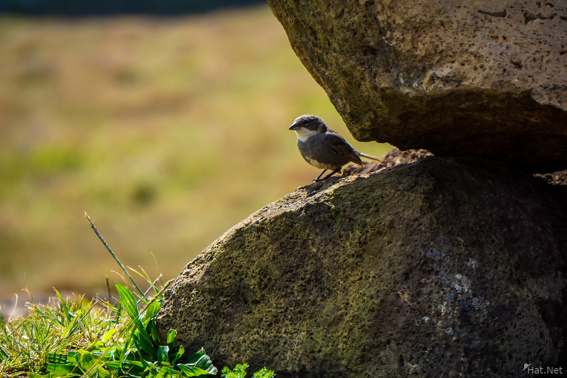 Easter Island Sparrow
