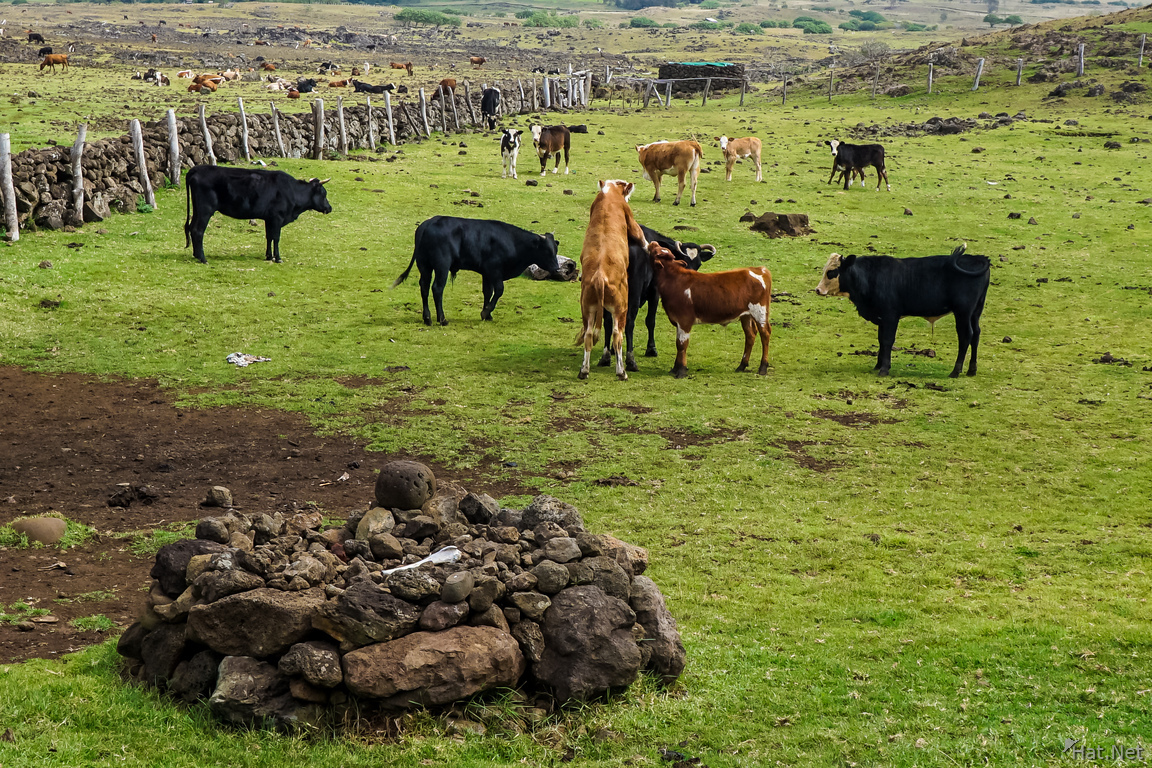 Cow Porn near Moai akahanga