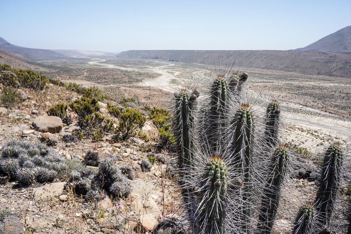cactus of blooming desert