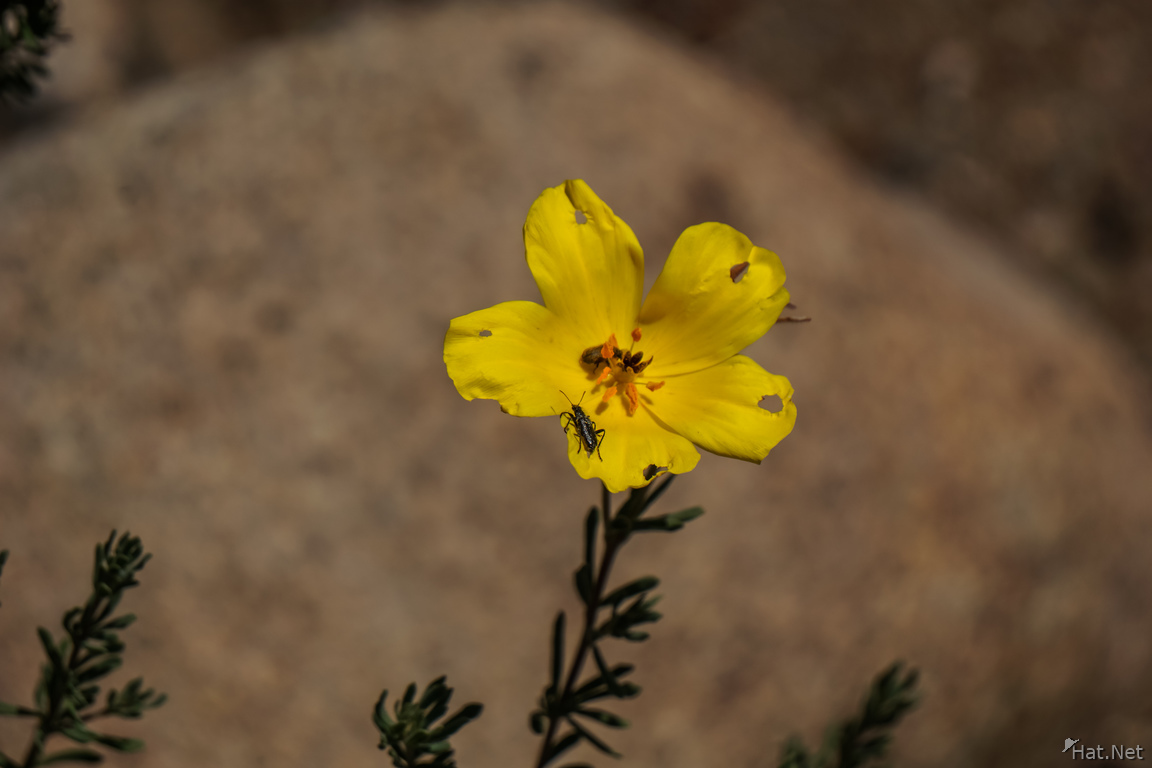 Flowers of Blooming desert