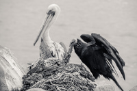 20151006181027_Vulture_and_Peblican