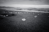 seashells by the seaside La Serena,  Región de Coquimbo,  Chile, South America