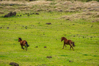 Rano Raraku  wild horses Isla de Pascua,  Región de Valparaíso,  Chile, South America