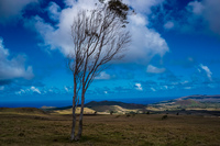Windy Tree of Terevaka Hill Isla de Pascua,  Región de Valparaíso,  Chile, South America