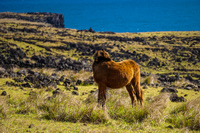 Wild horses of Easter Island Self Pity Isla de Pascua,  Región de Valparaíso,  Chile, South America