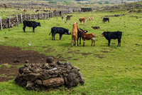 Cow Porn near Moai akahanga Isla de Pascua,  Región de Valparaíso,  Chile, South America