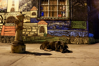 dog and the city La Serena,  Región de Coquimbo,  Chile, South America