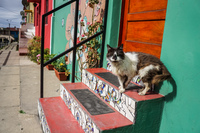 Cat at Green House Yerbas Buenas - Voltaire,  Valparaíso,  Región de Valparaíso,  Chile, South America