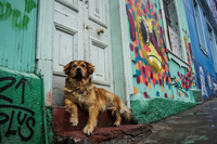dog and sunny face Valparaíso,  Región de Valparaíso,  Chile, South America