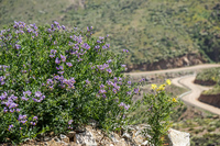 Blooming Desert La Higuera,  Región de Coquimbo,  Chile, South America