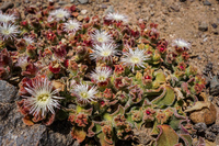 Flowers of Blooming desert La Higuera,  Región de Coquimbo,  Chile, South America
