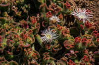 Flowers of Blooming desert La Higuera,  Región de Coquimbo,  Chile, South America