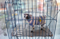 20150921181128_caged_blue_cow