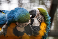 Kissing Parrots Córdoba,  Córdoba,  Argentina, South America