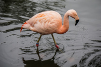 Flamingo Córdoba,  Córdoba,  Argentina, South America