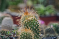 20150923132408_Cactus