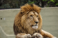 lion Córdoba,  Córdoba,  Argentina, South America