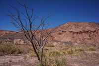 Catarpe Valley lone tree San Pedro de Atacama,  Región de Antofagasta,  Chile, South America