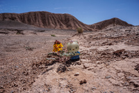 Hello Kitty and lone desert flower San Pedro de Atacama,  Región de Antofagasta,  Chile, South America