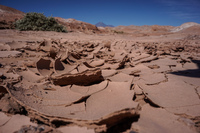 dried caly San Pedro de Atacama,  Región de Antofagasta,  Chile, South America
