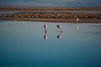 Laguna de Chaxa San Pedro de Atacama,  Región de Antofagasta,  Chile, South America