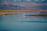 Laguna de Chaxa San Pedro de Atacama,  Región de Antofagasta,  Chile, South America
