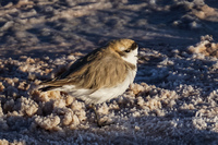 Sparrow at Chaxa San Pedro de Atacama,  Región de Antofagasta,  Chile, South America