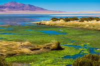 Salar de Tara San Pedro de Atacama,  Región de Antofagasta,  Chile, South America
