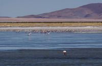 Salar de Tara Flamingos San Pedro de Atacama,  Región de Antofagasta,  Chile, South America