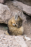 Vizcacha Baby Putre,  Región de Arica y Parinacota,  Chile, South America