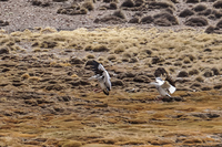 white birds Putre,  Región de Arica y Parinacota,  Chile, South America