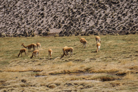 vicunas Putre,  Región de Arica y Parinacota,  Chile, South America