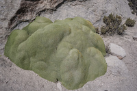 mossy tumor Putre,  Región de Arica y Parinacota,  Chile, South America