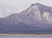 gull and volcano Putre,  Región de Arica y Parinacota,  Chile, South America