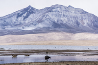 mini suri Putre,  Región de Arica y Parinacota,  Chile, South America