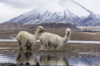 Alpacas and Guallatiri Volcano Putre, Norte Grande, Chile, South America