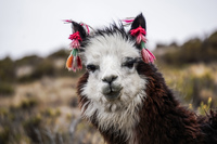 pretty alpaca Putre,  Región de Arica y Parinacota,  Chile, South America