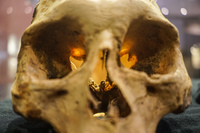 skull of mummy Arica,  Región de Arica y Parinacota,  Chile, South America