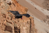 Vulture on El Morro Arica,  Región de Arica y Parinacota,  Chile, South America