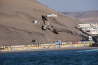 Sea gull by seaside Arica,  Región de Arica y Parinacota,  Chile, South America