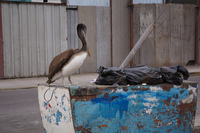 Pelican and garbage Iquique,  Región de Tarapacá,  Chile, South America