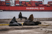 Sea Lion and Hamburg Sud Iquique,  Región de Tarapacá,  Chile, South America
