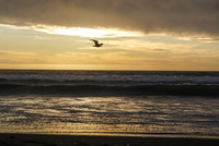 sunset seagull at La Serena La Serena,  Región de Coquimbo,  Chile, South America