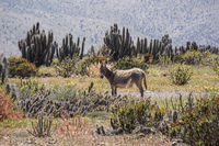 Wild donkey La Higuera,  Región de Coquimbo,  Chile, South America
