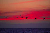 Pelican flying over sunset sea La Serena,  Región de Coquimbo,  Chile, South America