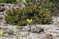 Blooming desert at Damas Island La Higuera,  III Región,  Chile, South America