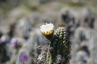 Blooming desert at Damas Island La Higuera,  III Región,  Chile, South America