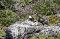 Seagull and Cactus La Higuera,  III Región,  Chile, South America