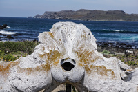 Whale bone at Damas La Higuera,  III Región,  Chile, South America
